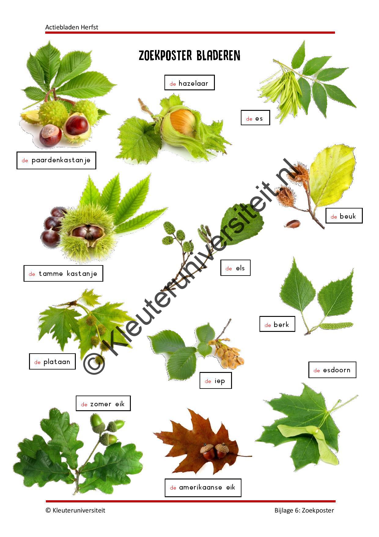 Actiebladen herfst - Afbeelding 7