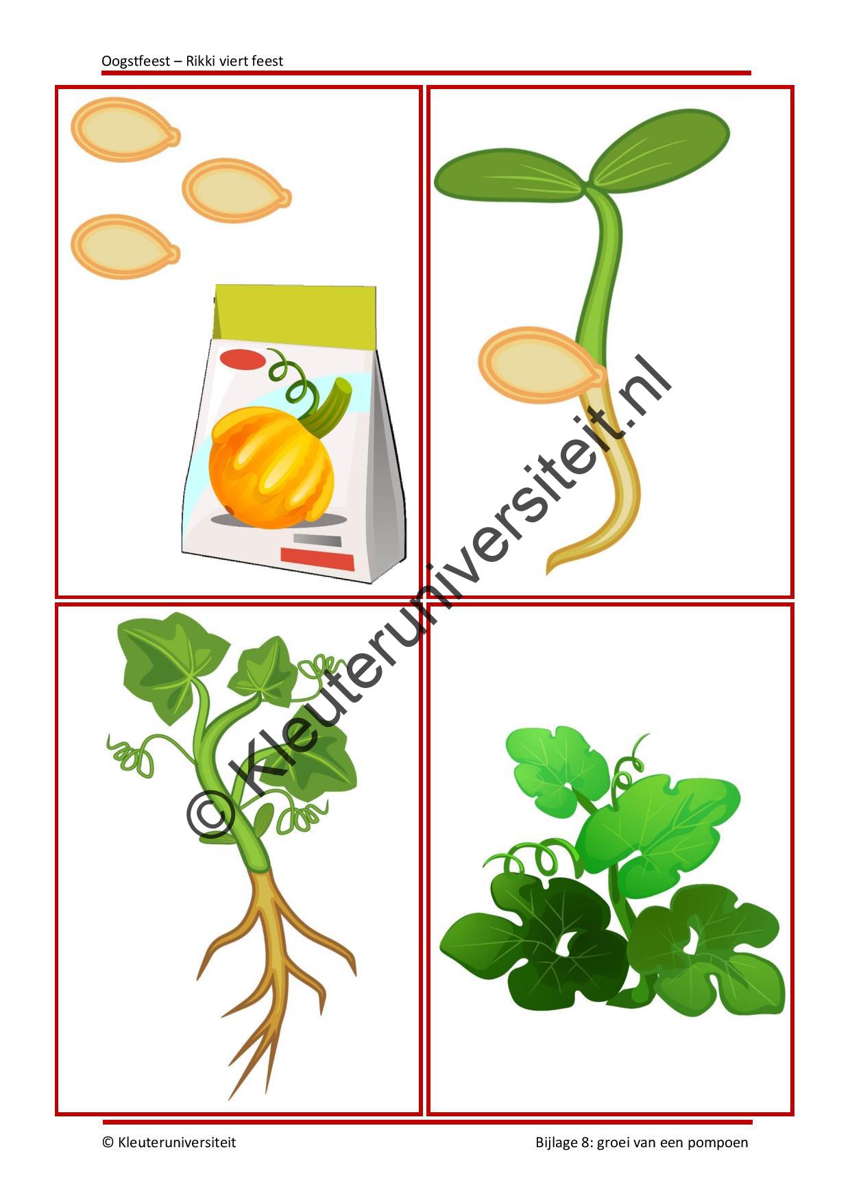 Oogstfeest - Rikki viert feest - Afbeelding 8