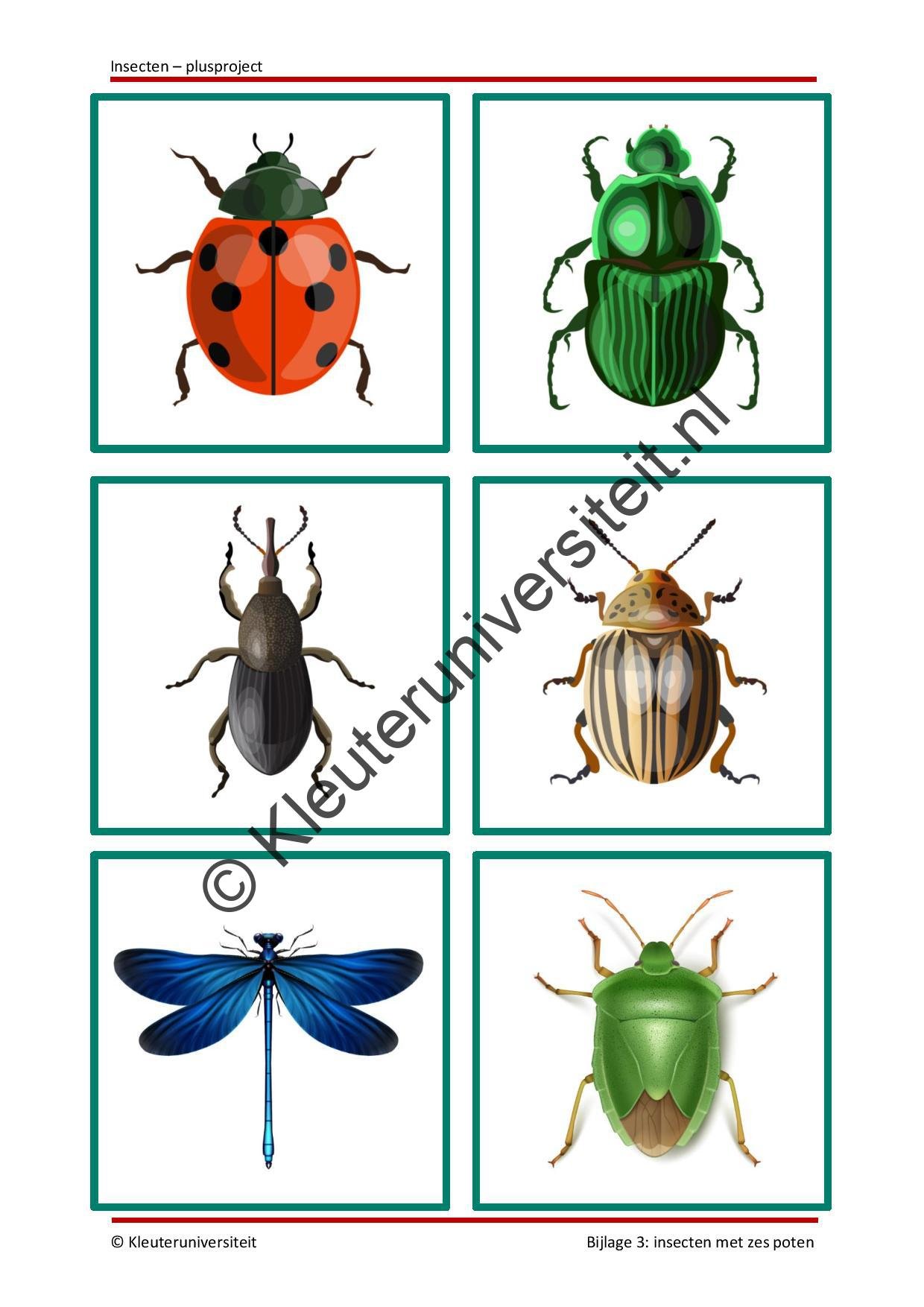 Insecten - plusproject - Afbeelding 7