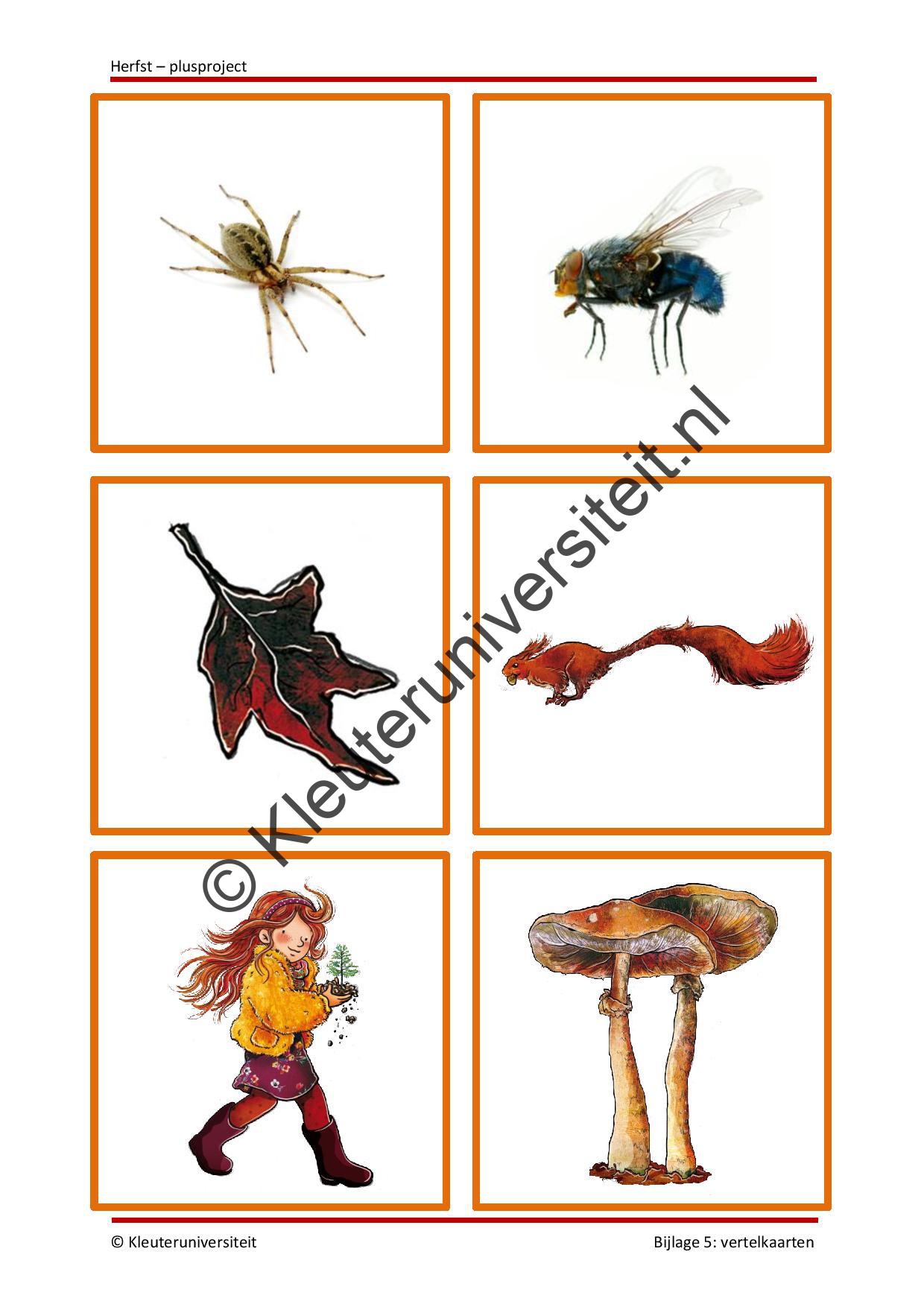 Herfst - plusproject - Afbeelding 6