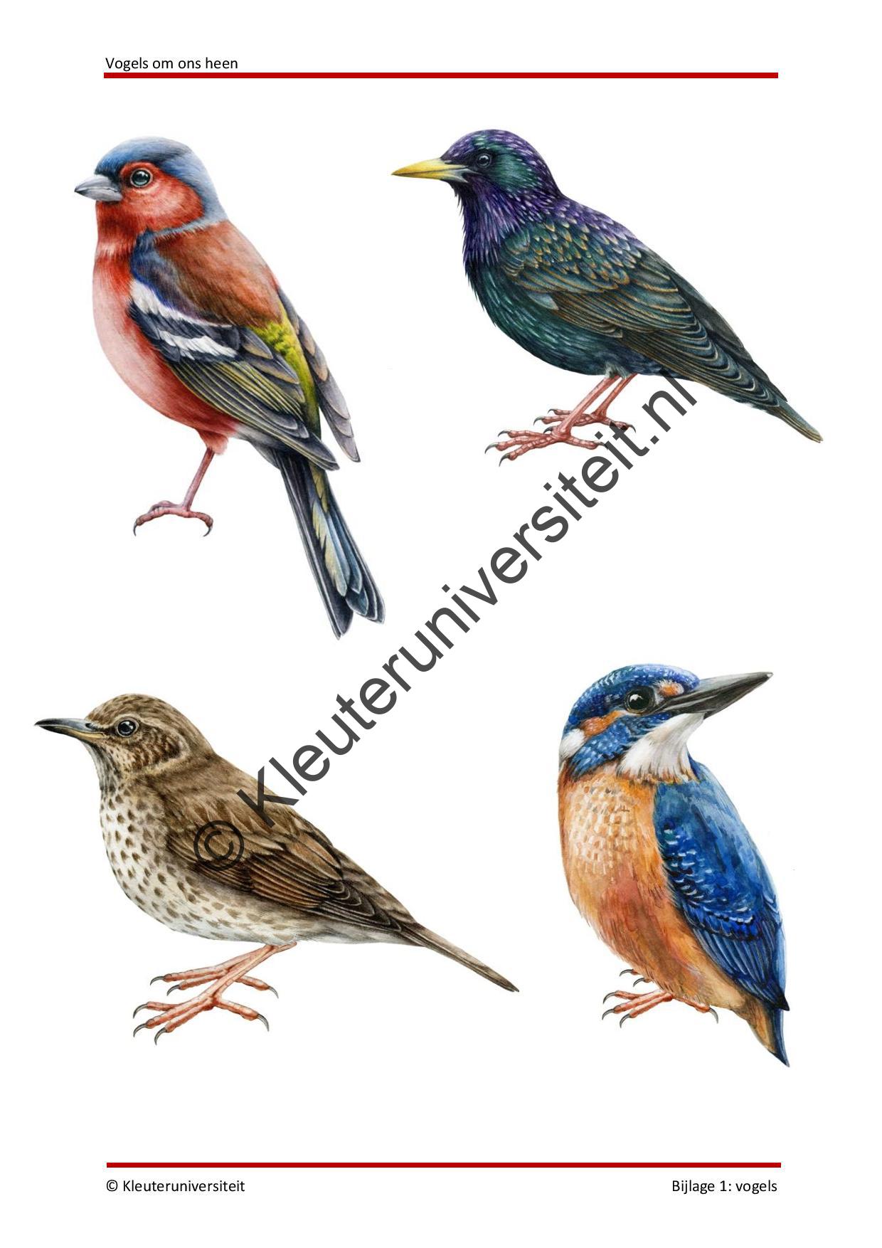 Vogels om ons heen - Afbeelding 9