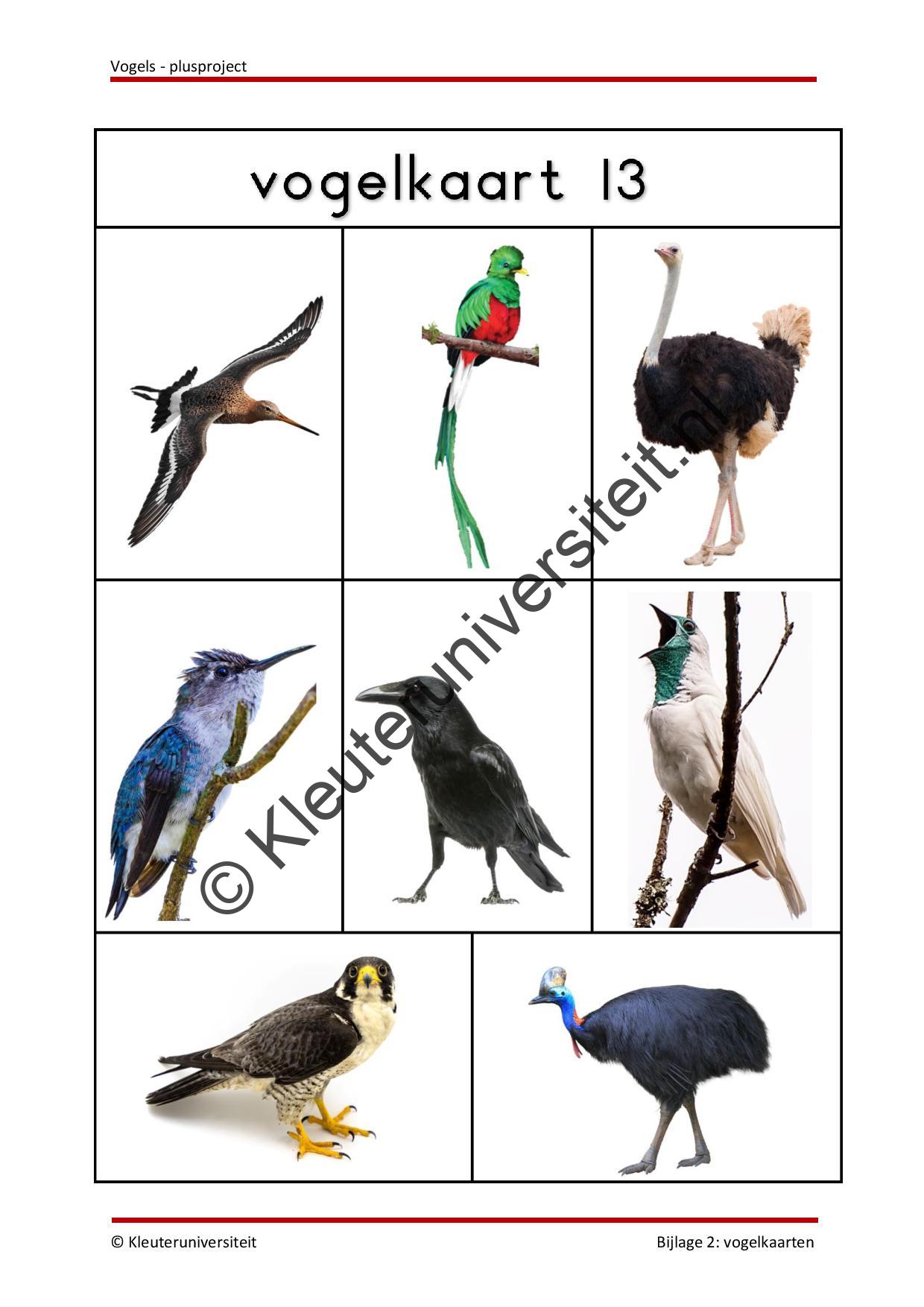 Vogels - plusproject - Afbeelding 5