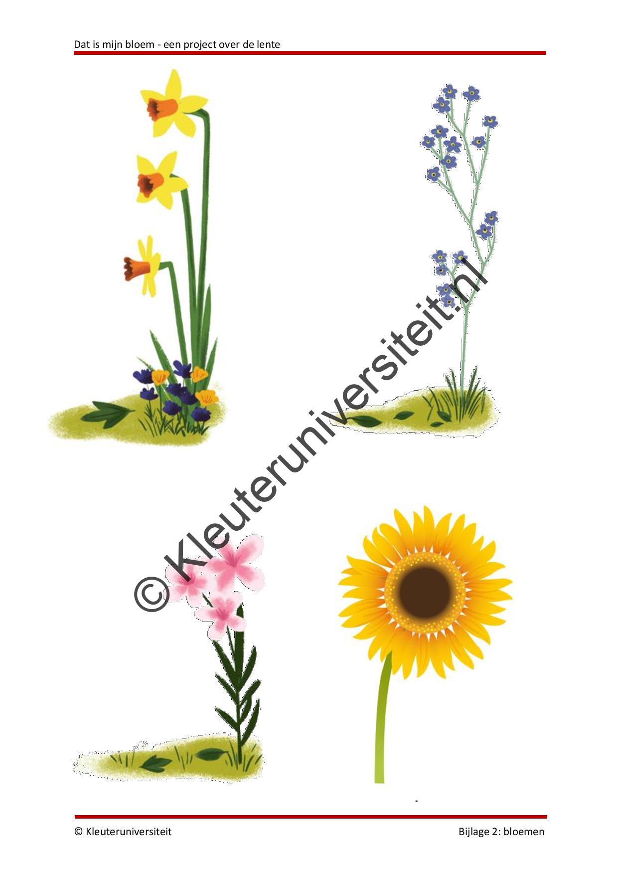 Dat is mijn bloem - Afbeelding 9