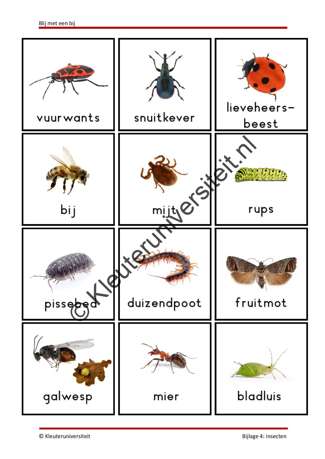 Blij met een bij - Afbeelding 8