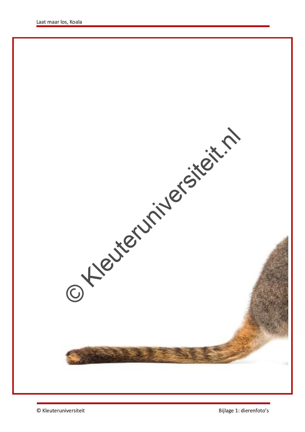 Laat maar los Koala - Afbeelding 6