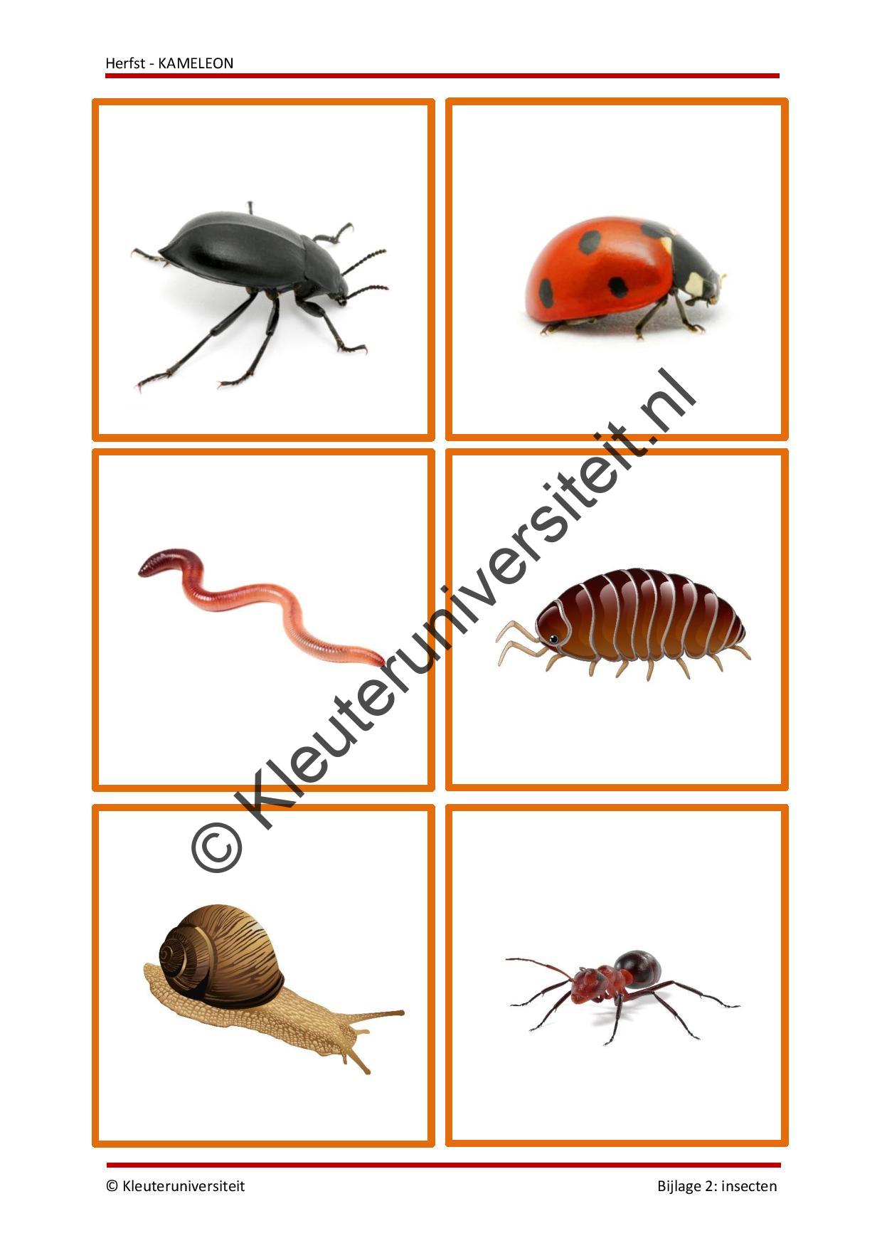 Herfst - KAMELEON - Afbeelding 5