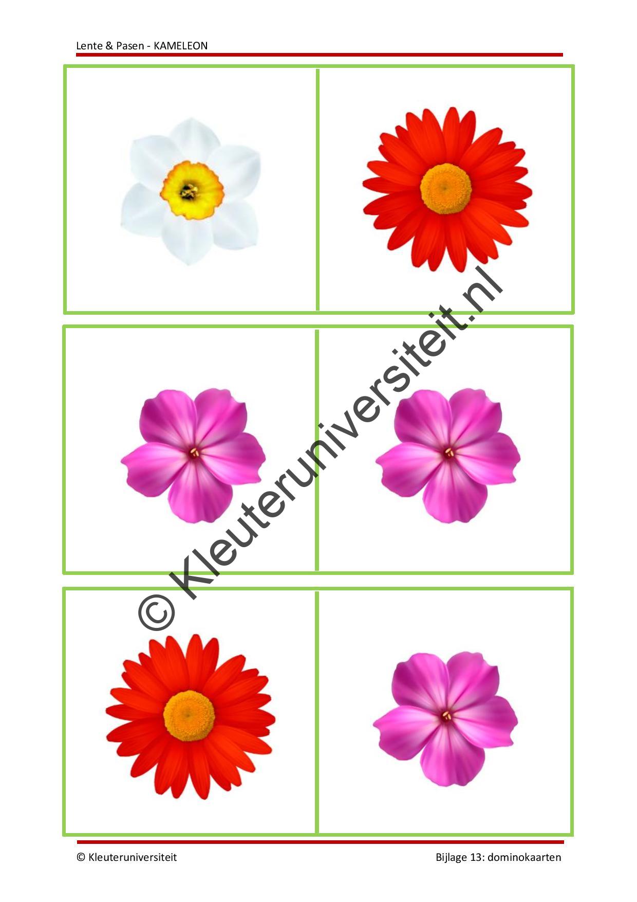 Lente en Pasen - KAMELEON - Afbeelding 9