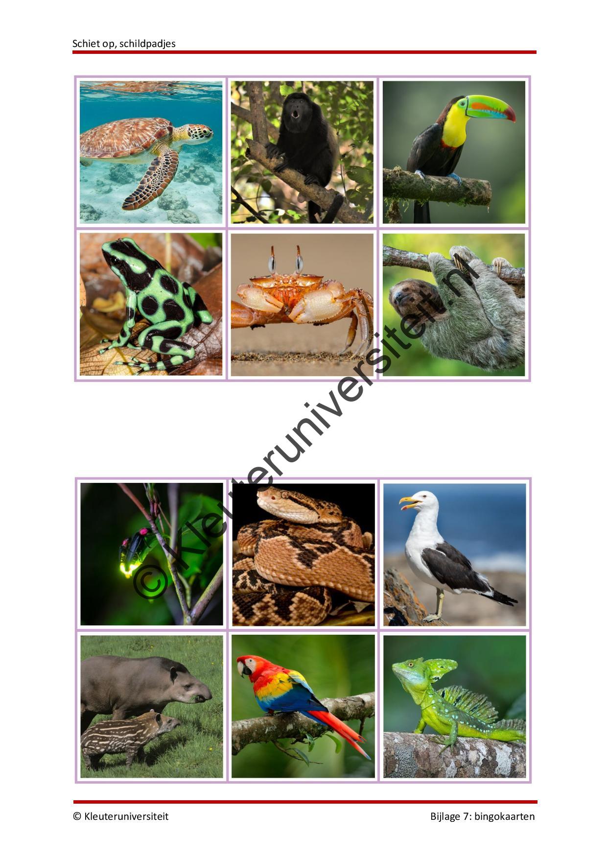 Schiet op schildpadjes - Afbeelding 9